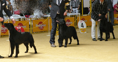 ’14 FCI近畿インタードッグショー_f0176499_20095302.jpg