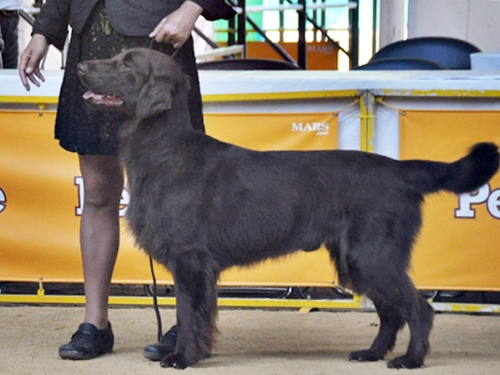 ’14 FCI近畿インタードッグショー_f0176499_20122273.jpg