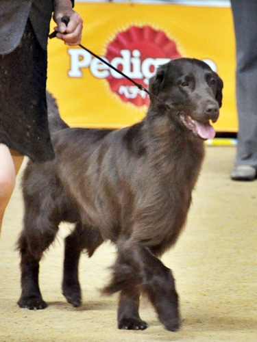 ’14 FCI近畿インタードッグショー_f0176499_20124103.jpg