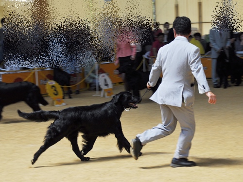 ’14 FCI近畿インタードッグショー_f0176499_20201617.jpg
