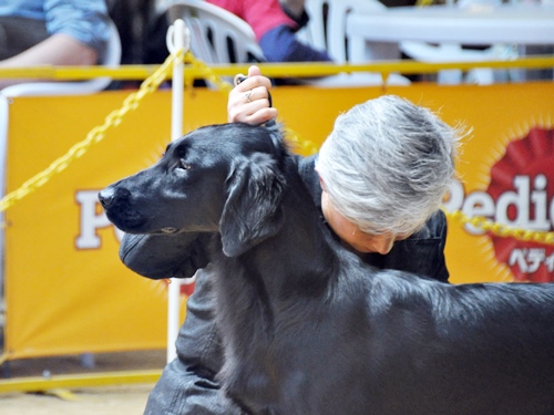 ’14 FCI近畿インタードッグショー_f0176499_20205061.jpg