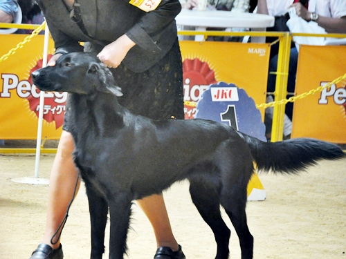 ’14 FCI近畿インタードッグショー_f0176499_20205937.jpg