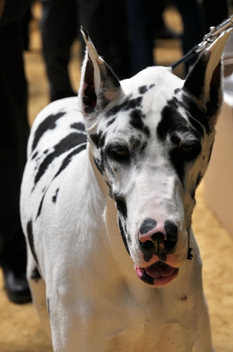 ’14 FCI近畿インタードッグショー_f0176499_20363207.jpg