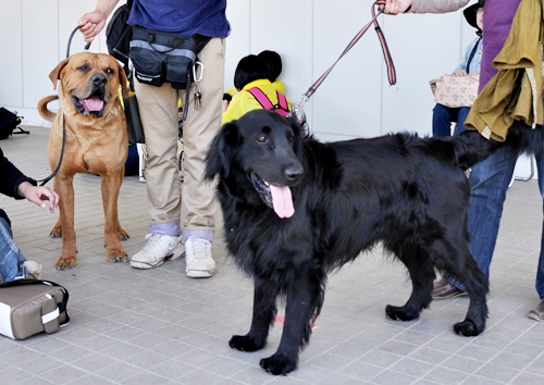 ’14 FCI近畿インタードッグショー_f0176499_20404540.jpg