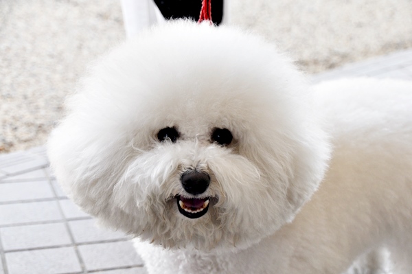 ’14 FCI近畿インタードッグショー_f0176499_20430587.jpg