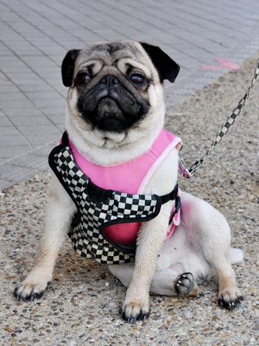 ’14 FCI近畿インタードッグショー_f0176499_20442389.jpg