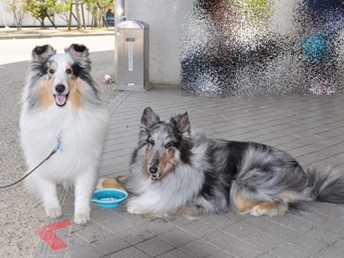 ’14 FCI近畿インタードッグショー_f0176499_20482041.jpg