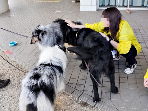 ’14 FCI近畿インタードッグショー_f0176499_20505125.jpg