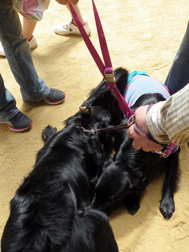 ’14 FCI近畿インタードッグショー_f0176499_20534223.jpg