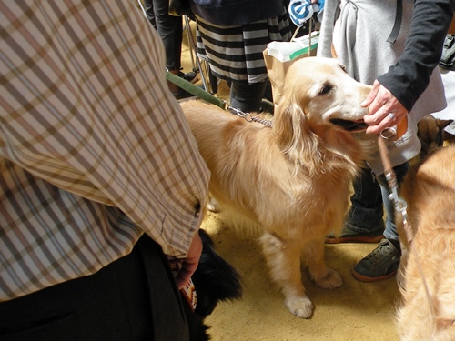 ’14 FCI近畿インタードッグショー_f0176499_20562304.jpg