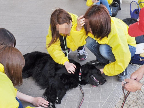 ’14 FCI近畿インタードッグショー_f0176499_20592642.jpg