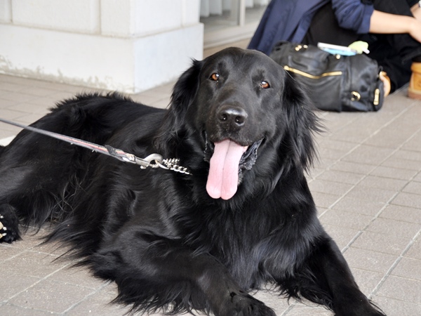 ’14 FCI近畿インタードッグショー_f0176499_21063583.jpg