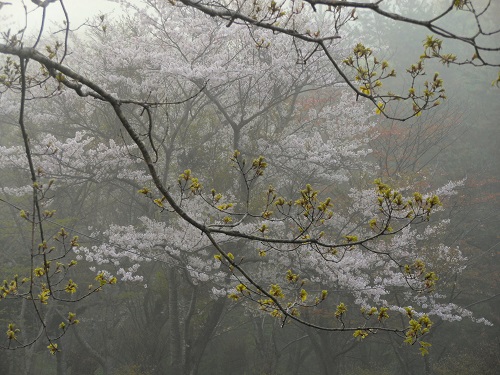 春霞 たなくび山の桜花・・・_e0207606_216116.jpg