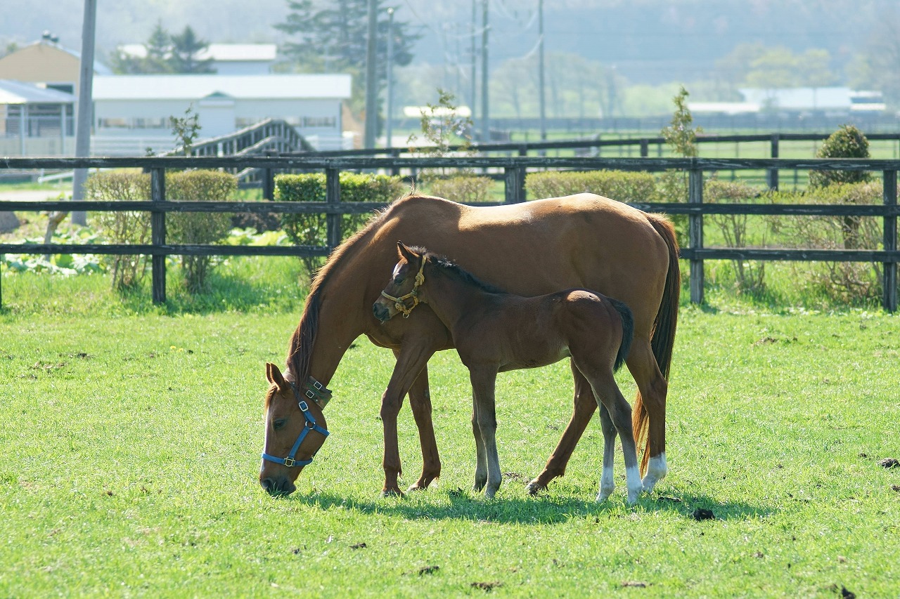 日高の道端から馬（とねっこ）を撮る_b0225108_0331338.jpg