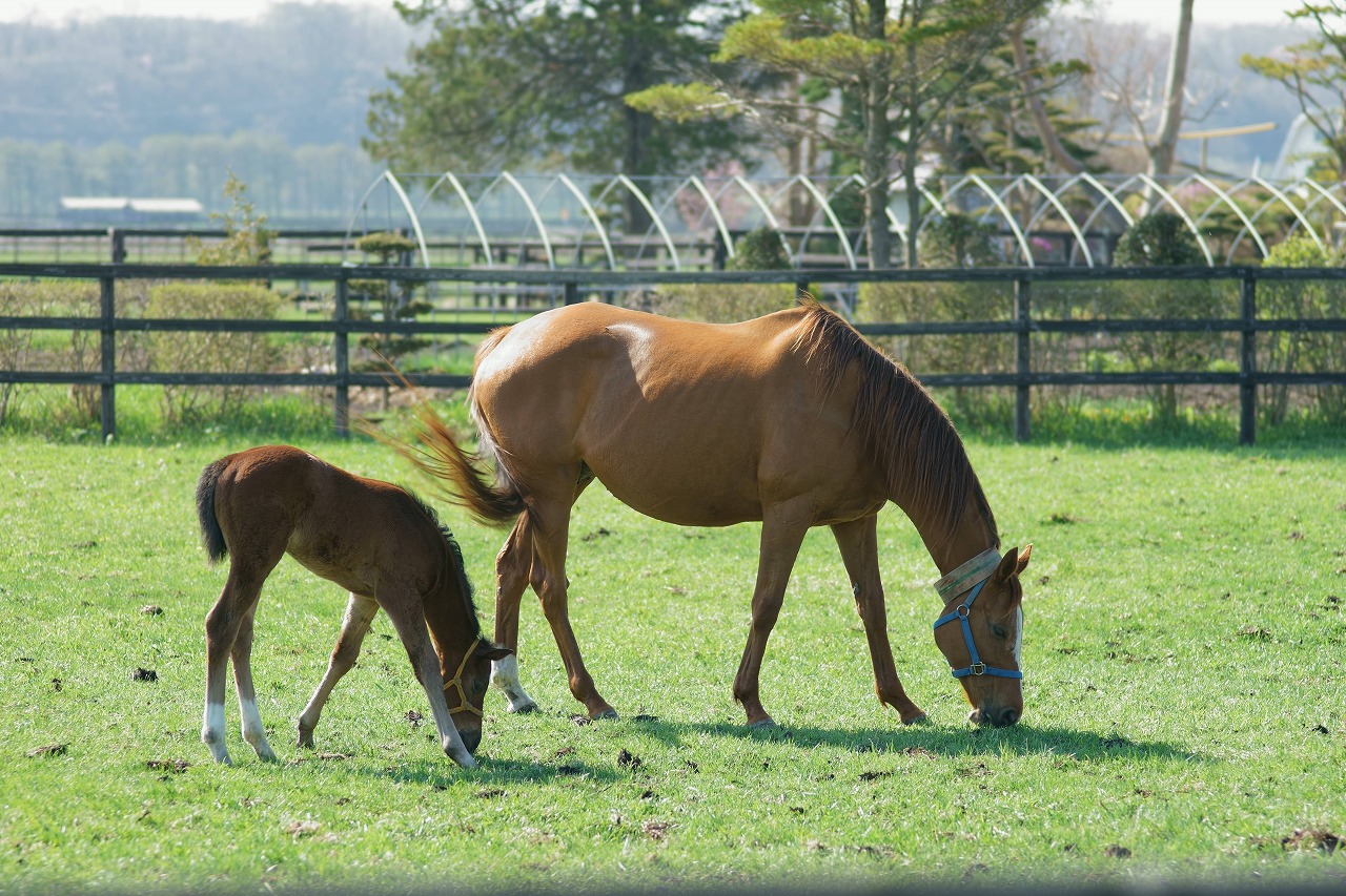 日高の道端から馬（とねっこ）を撮る_b0225108_0332596.jpg