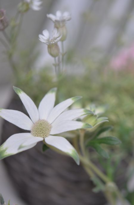 母の日_a0157409_14221674.jpg