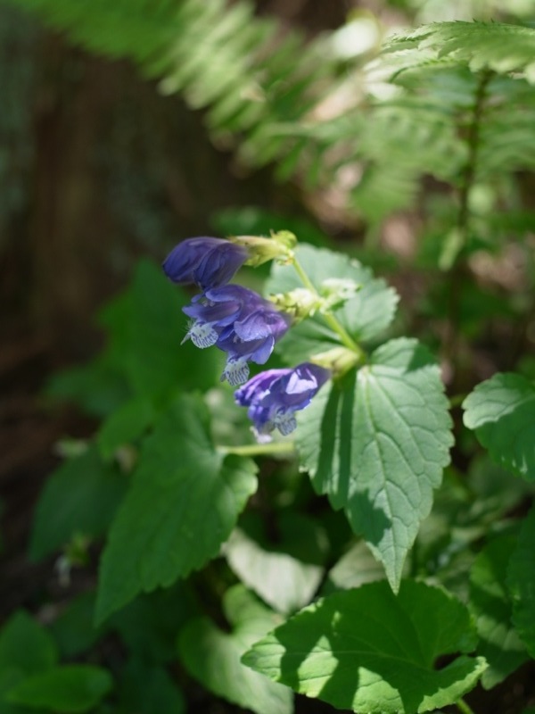 高尾山の花_e0276411_0305223.jpg