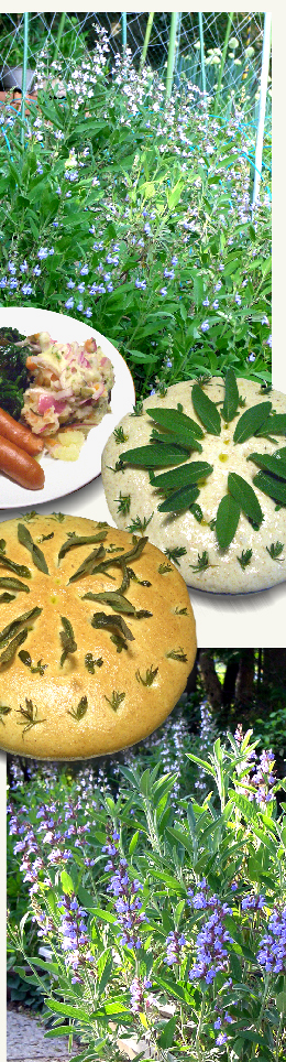 コモンセージの花とフォカッチャ ばーさんがじーさんに作る食卓 コモンセージの花とフォカッチャ ばーさんがじーさんに作る食卓