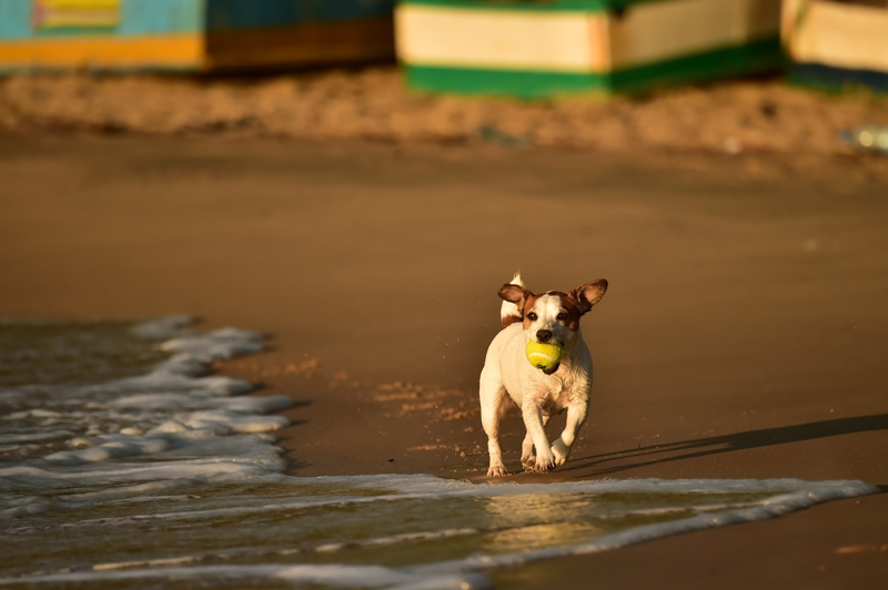 TOFO BEACH のワンコたち_e0058628_20522336.jpg