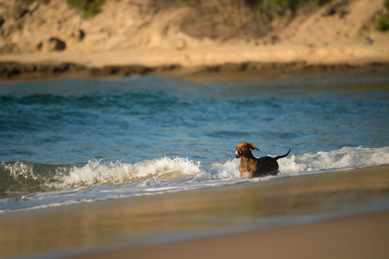 TOFO BEACH のワンコたち_e0058628_20535731.jpg