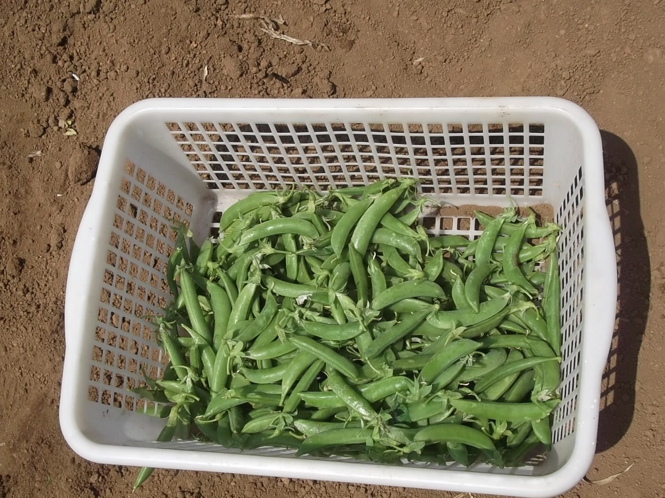 のんびり豆の収穫!_b0137932_2118331.jpg