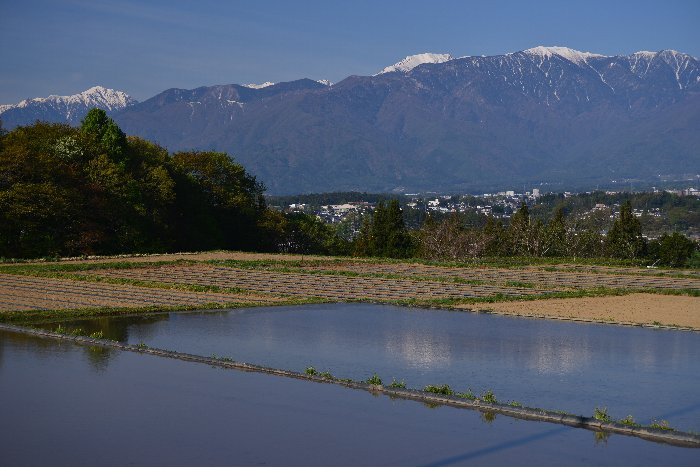 リンゴの花と・・・・・_b0236334_20331423.jpg