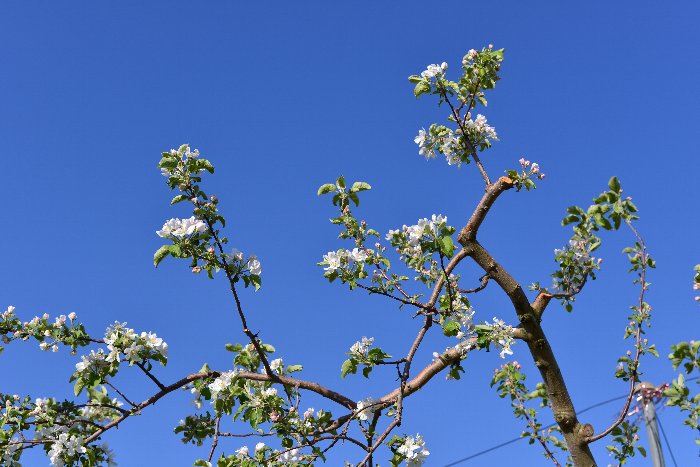 リンゴの花と・・・・・_b0236334_20333543.jpg