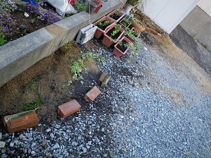 土。ほじくり開始~_c0120834_20261408.jpg