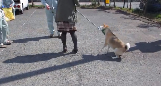 犬を散歩に連れて行く → 「予防接種でしたー」の動画の反応が面白い_f0295036_2111326.jpg