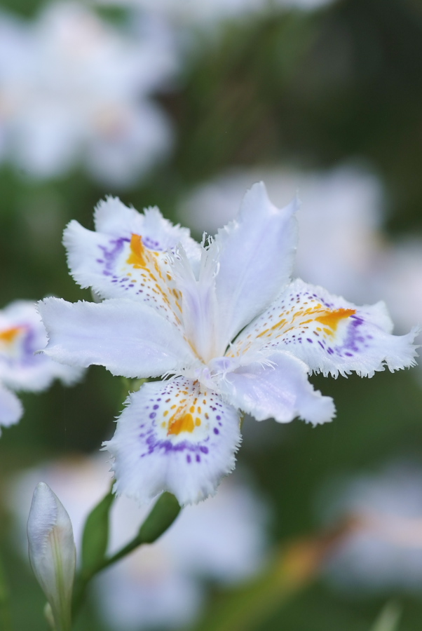 著莪（胡蝶花）_b0109942_2135169.jpg