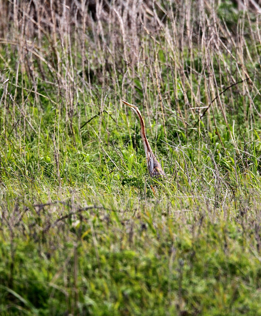 遠方の鳥撮り～②　ムラサキサギ・・_f0238447_18512439.jpg