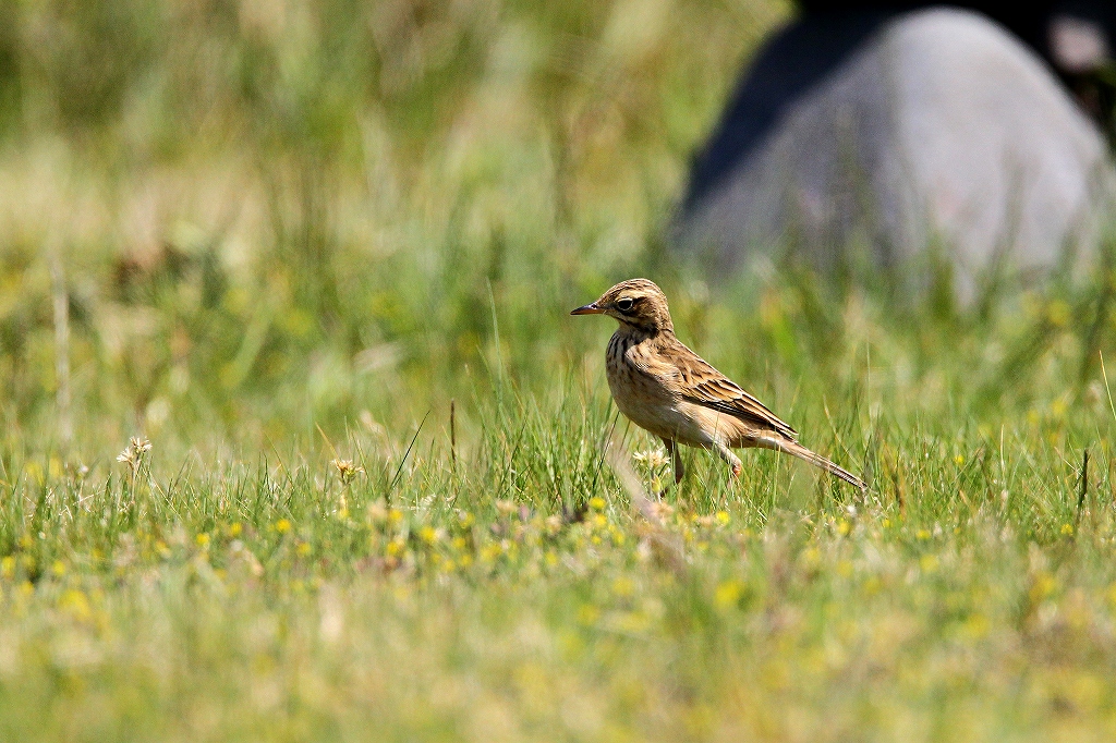 遠方の鳥撮り～③　マミジロタヒバリ・・_f0238447_21104452.jpg