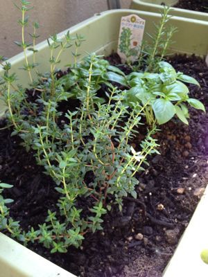 ハーブ植える季節_e0074251_94626100.jpg