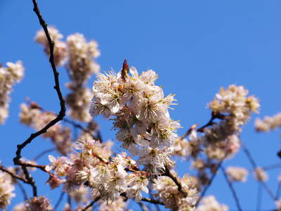 株式会社旬援隊敷地内の様子 この花がこう実るんです!!(果実編)_a0254656_1825782.jpg