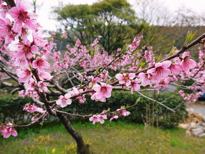 株式会社旬援隊敷地内の様子 この花がこう実るんです!!(果実編)_a0254656_18545349.jpg