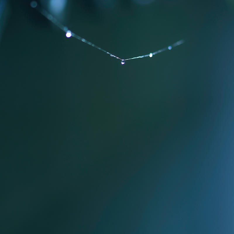 Spider Web_f0215969_2113315.jpg