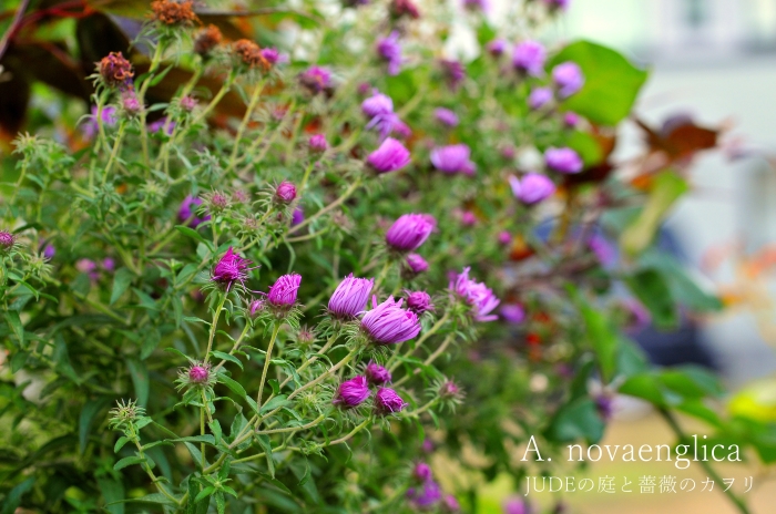 宿根アスター達 ｊｕｄｅの庭と薔薇のカヲリ