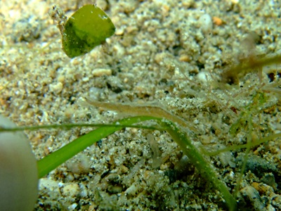「擬態生物と格闘!」_b0033573_21105392.jpg