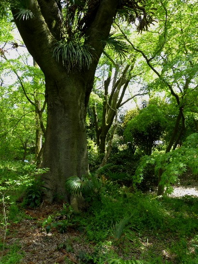 春の京都ひとり旅(八)　　京都府立植物園_d0084473_20551689.jpg