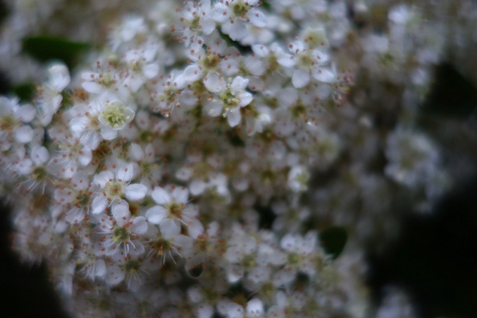 雨上がりの花たち_a0301676_643478.jpg