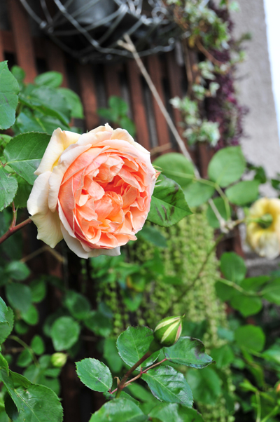 エブリン開花！　2014年5月13日（火）_c0004078_2254344.jpg