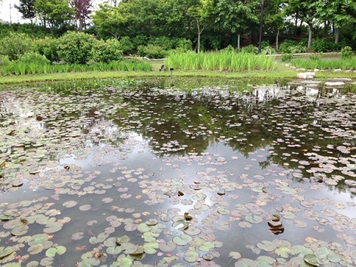 初夏の花が咲き乱れていると言うのに_d0117481_16572110.jpg