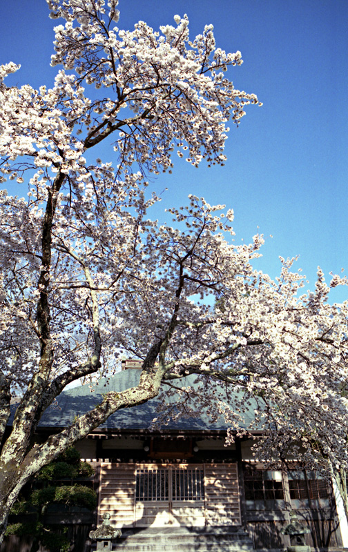 實成寺 春    　　 OM-1_c0116284_17582179.jpg