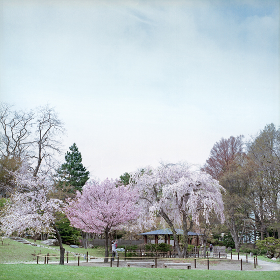 ことしの桜　最愛のしだれ桜_c0160185_19181129.jpg