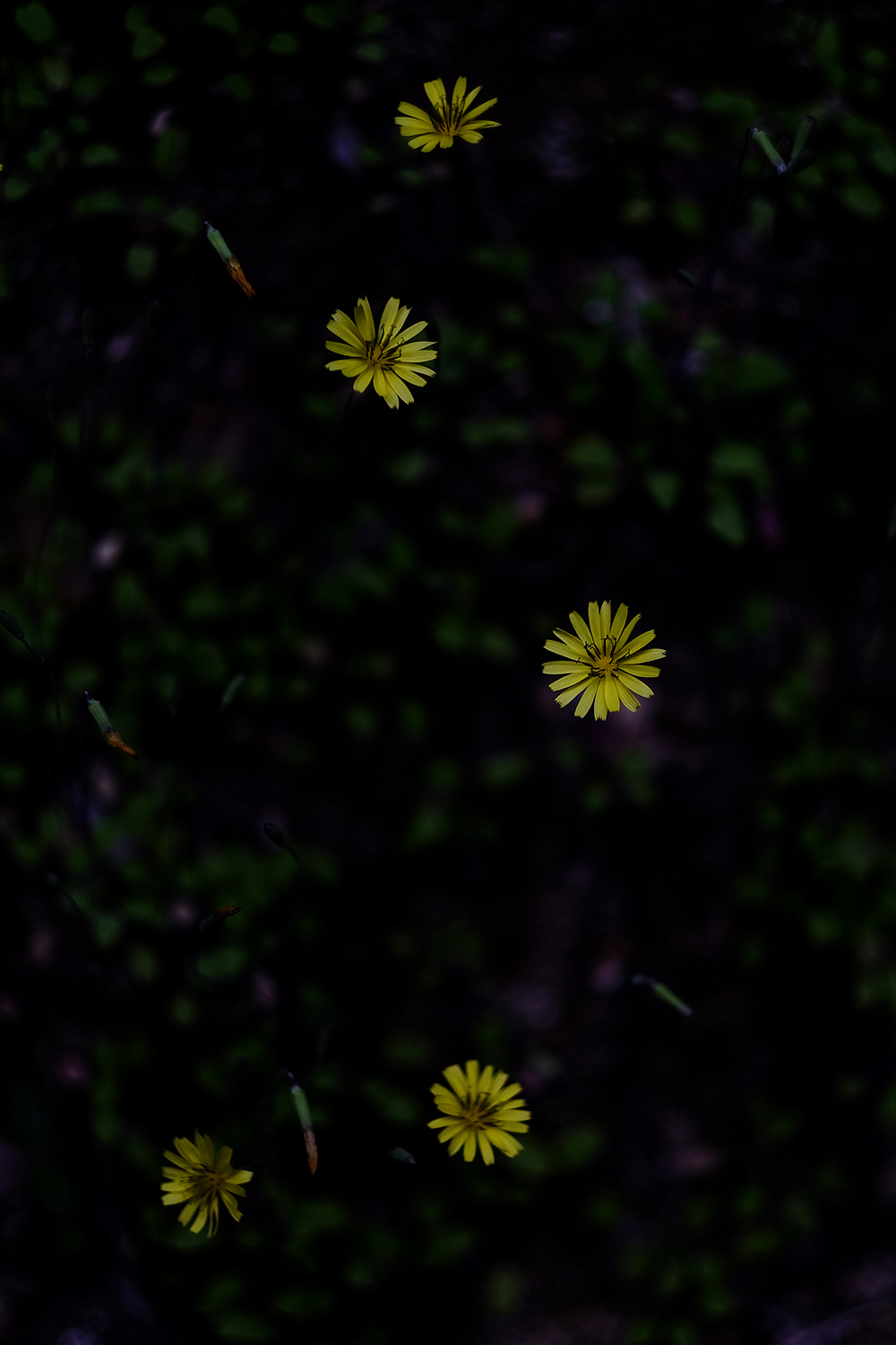 a0141586_7201791.jpg