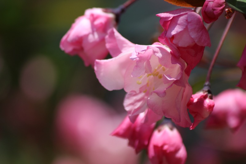 みちのくの桜100選の旅⑦_a0127090_20251764.jpg