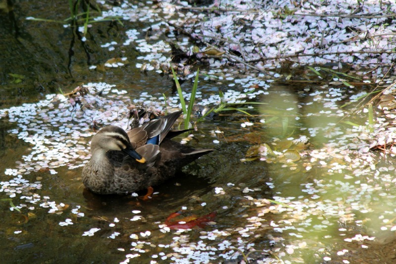 みちのくの桜100選の旅⑦_a0127090_20281699.jpg