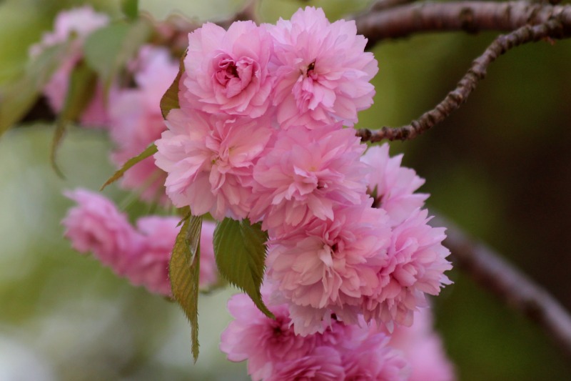 みちのくの桜100選の旅⑦_a0127090_20382617.jpg