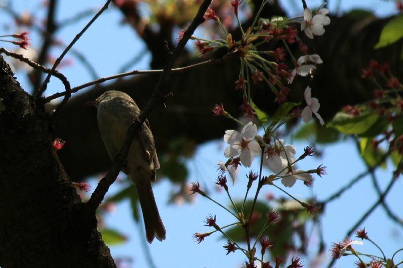 みちのくの桜100選の旅⑦_a0127090_2041924.jpg