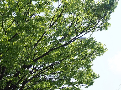 ワサワサ。_a0045293_1310042.jpg